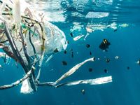 A swarm of fish and plastic waste in the ocean. Photo: unsplash/Naja Bertolt Jensen